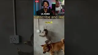 funny comedy ! funny moment ! lage Mafia ! #shortvideos #funny #trending #monkey #comedy