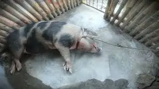 1st time nag alaga ng baboy buntis na inahin 97 days nilagnat posible na asf kaya?