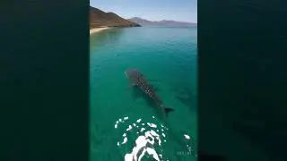 The Great Whale and the Hidden Island in the Pacific Ocean