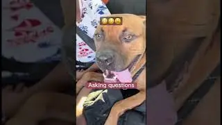 #roadtripsbelike #talktoomuch #talkativetraveler #dogvideos #petvoiceover #theboomerblues