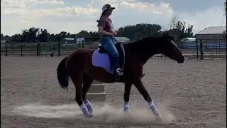 Bridless on my 4 year old Dual-Discipline Mustang