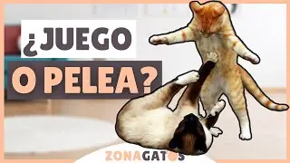 &iquest;C&oacute;mo saber si dos gatos JUEGAN o se PELEAN?