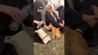 Thirsty Cat Showed Compassion at Masjid An Nabawi in Madinah | MUSLIM