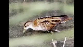 Little Crake - Porzana parva (Scopoli, 1769) &Mu;&iota;&kappa;&rho;&omicron;&pi;&omicron;&upsilon;&lambda;ά&delta;&alpha; - 27/10/2018 Cyprus
