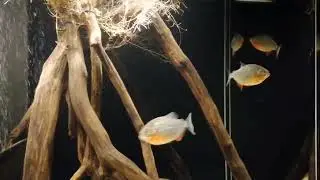 Пиранья (pygocentrus nattereri)