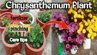 Chrysanthemum plant Fertilizer, Pinching Care & Tips.