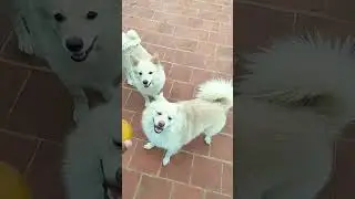🐕&zwj;🦺Tom Jerry playing with ball🥎🥎 #tom_jerry  #playingvideo #viral #shorts
