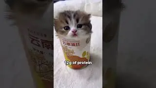 #cat #cats #catvideos #memes #memesdaily #dailycats