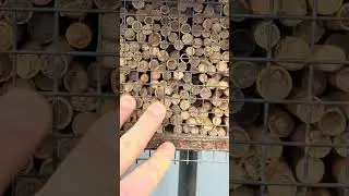 Кокони Osmia Cornuta та Rufa разом в одній очеретяній трубці.