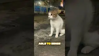 Do Cats Sense Bad Energy 👻🐱