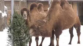 Brookfield Zoo Animals Enjoy Leftover Christmas Trees in Chicago Snowfall