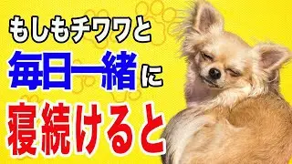 飼い主と毎日一緒に寝続けたチワワはこうなります