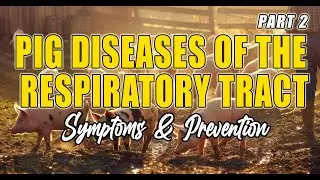 Pig Diseases of the Respiratory Tract part 2