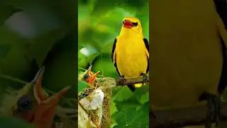 Beautiful Bird Calling Sounds &ndash; Relaxing Nature & Wildlife Audio.#trending #youtubeshorts