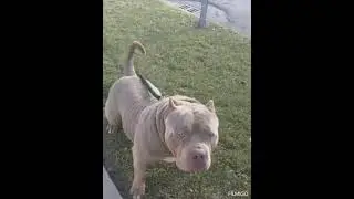 #bullylife 