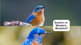 Eastern or Western Bluebird?