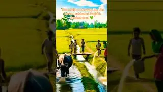 Rice Harvest Festival in Punjab 🌾 | Village Life & Traditions
