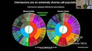 An Epigenome Atlas of the Embryonic Mouse Brain to Study Interneuron Neurogenesis...