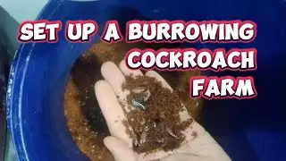 Setting Up a Burrowing Cockroach farm in a paint bucket, simple & effective method