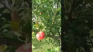 Fruit Forest is ripe for the picking! #freefruit #csa