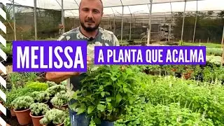 MELISSA ou ERVA CIDREIRA? Uma planta para se ter na sua HORTA