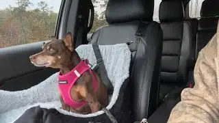 PHCOHIDO Dog Car Booster Seat | Review