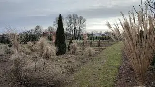 Cięcie traw ozdobnych🌾🌾🌾Luty 2024