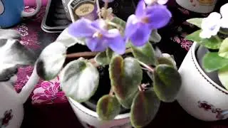 African violets, some in bloom, some fading and one still to bloom
