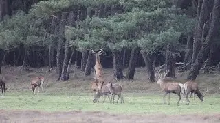 Red stag jumps to eat from a tree | Veluwe | 4K