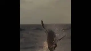 Great White Shark jumping out of water