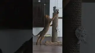Learn more about Abyssinian Cats #playful #intelligent #friendly #