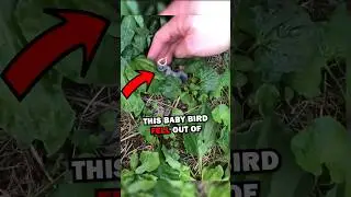 BABY BIRD RESCUE! ❤️ #pets #animalrescue #cuteanimals #animals #cute #animalstories #cutepets #birds