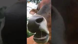 Cow Eating Sounds (Relaxing Chewing in the Pasture)