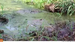 Louisiana Waterthrush at edge of pond