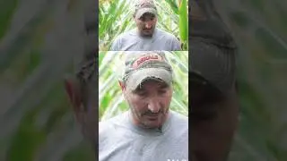 🌽 Dekalb hybrids this farmer is trying!  #farming