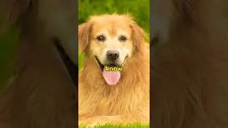 Dogs Understand Up to 250 Words and Gestures