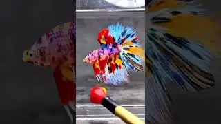 BETTA DE LINHAGEM #bettafish #bettasrei #aquarismo #peixebetta