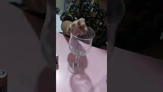 #experimenttime