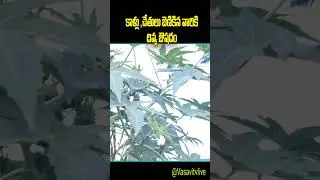 #castor #seeds #collection #trendingshorts #trending #shorts #viral #video #youtubeshorts #reels
