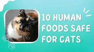 10 Human Foods Safe for Cats: Nutritious & Delicious Treats