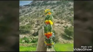 سمرة  تهامة