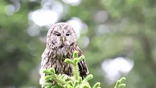 Swild's Shorts vol.24 - P&egrave;re David's Owl
