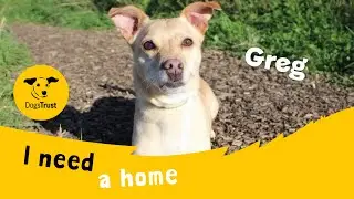 Greg the gorgeous Crossbreed | Dogs Trust Darlington