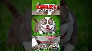 Meet King Koopa: The Ultimate Extreme Pocket Bully