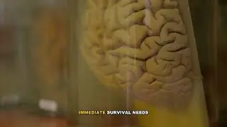 Understanding Cortisol: The Stress Hormone Explained