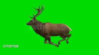 green screen deer