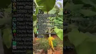 Coconut Farm + House Plots Land in Palakkad - ₹58K/Cent With Rubber Trees #LandForSale #Investment