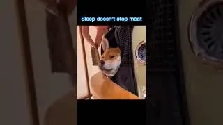 Sleep doesn't stop meat