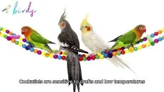 can cockatiel survive cold weather