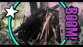Colorado Bigfoot Extra / Watching Close / Frame x Frame / 6.24.22